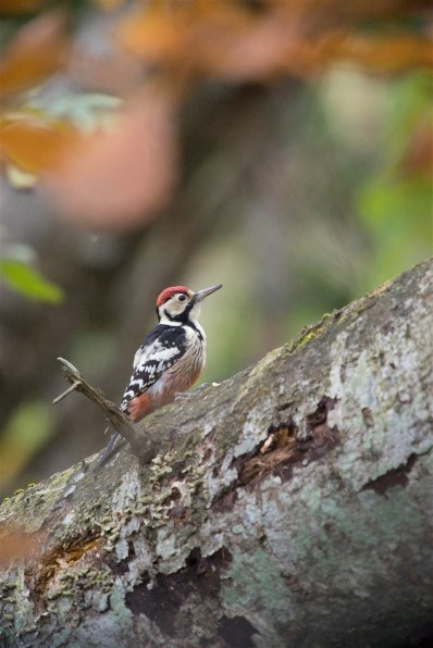 αで１１月の野鳥撮影』 SONY α700 DSLR-A700 ボディ のクチコミ掲示板