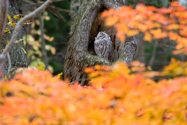 αで１１月の野鳥撮影』 SONY α700 DSLR-A700 ボディ のクチコミ掲示板