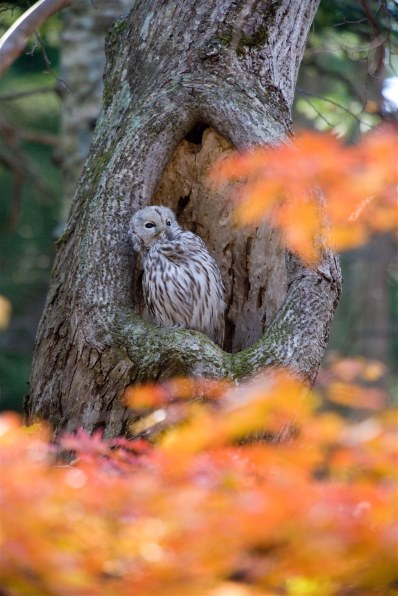 αで１１月の野鳥撮影』 SONY α700 DSLR-A700 ボディ のクチコミ掲示板