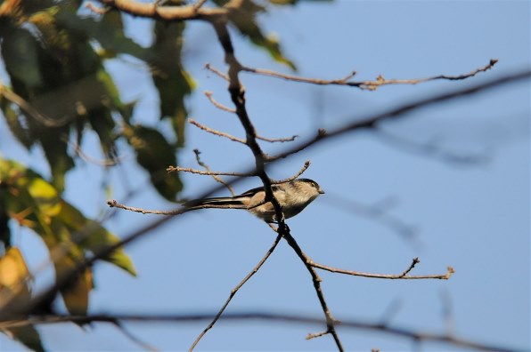 αで１１月の野鳥撮影』 SONY α700 DSLR-A700 ボディ のクチコミ掲示板