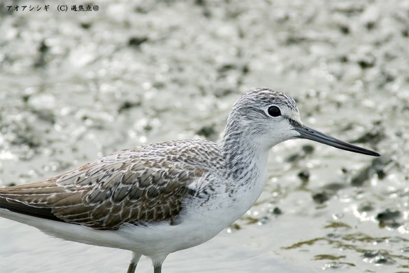 αで１１月の野鳥撮影』 SONY α700 DSLR-A700 ボディ のクチコミ掲示板