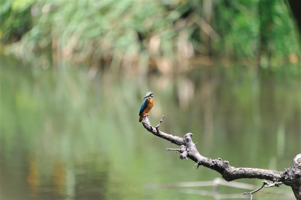 野鳥撮影を始めたいのですが』 シグマ APO 150-500mm F5-6.3 DG OS HSM