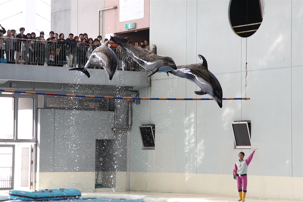 Canon - イルカ Canon Rebel SL3 and Tokina 10-17mm Fisheye Underwater Photos