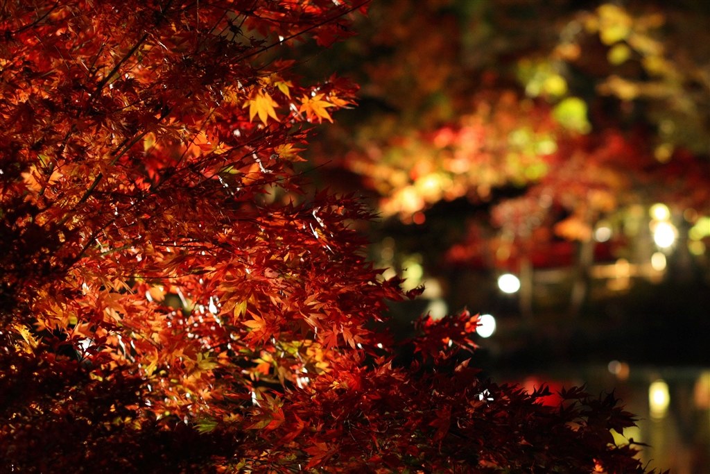 紅葉撮影』 CANON EOS 40D ボディ のクチコミ掲示板 - 価格.com