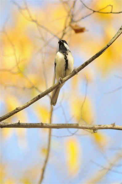 Aで１１月の野鳥撮影 2 Sony 00 Dslr 00 ボディ のクチコミ掲示板 価格 Com