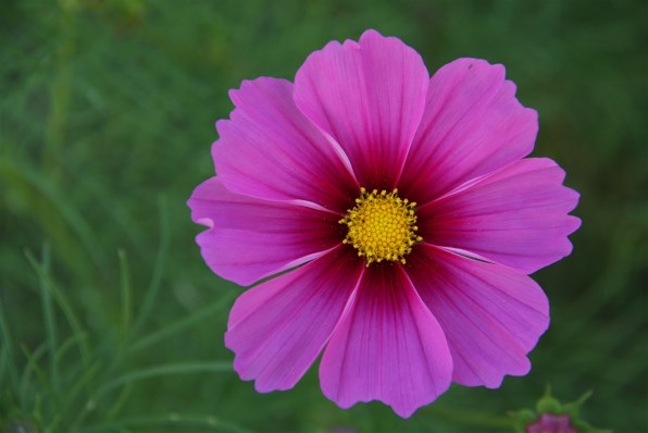 初めて撮影しました Canon Eos Kiss X2 ダブルズームキット のクチコミ掲示板 価格 Com