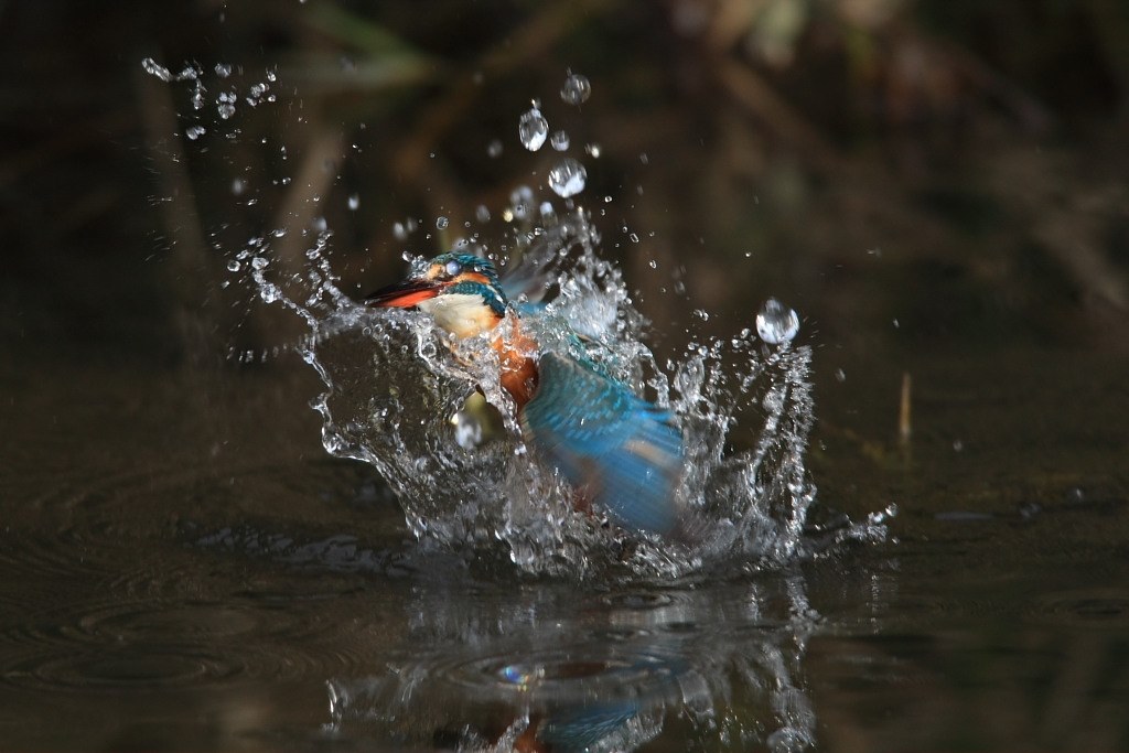 初めての撮影＆カワセミ』 CANON EF500mm F4L IS USM のクチコミ掲示板