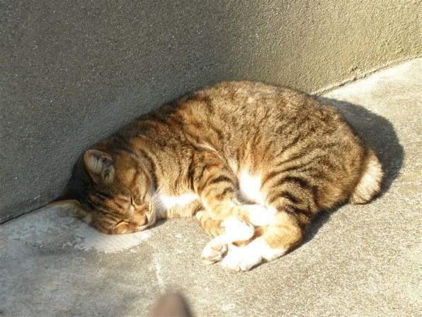 オリンパス μ1060投稿画像・動画 - 価格.com