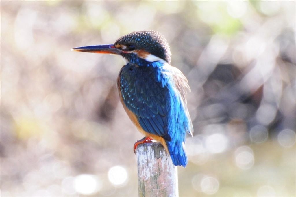 カワセミも撮影できました！』 ニコン AF-S VR Zoom-Nikkor 70