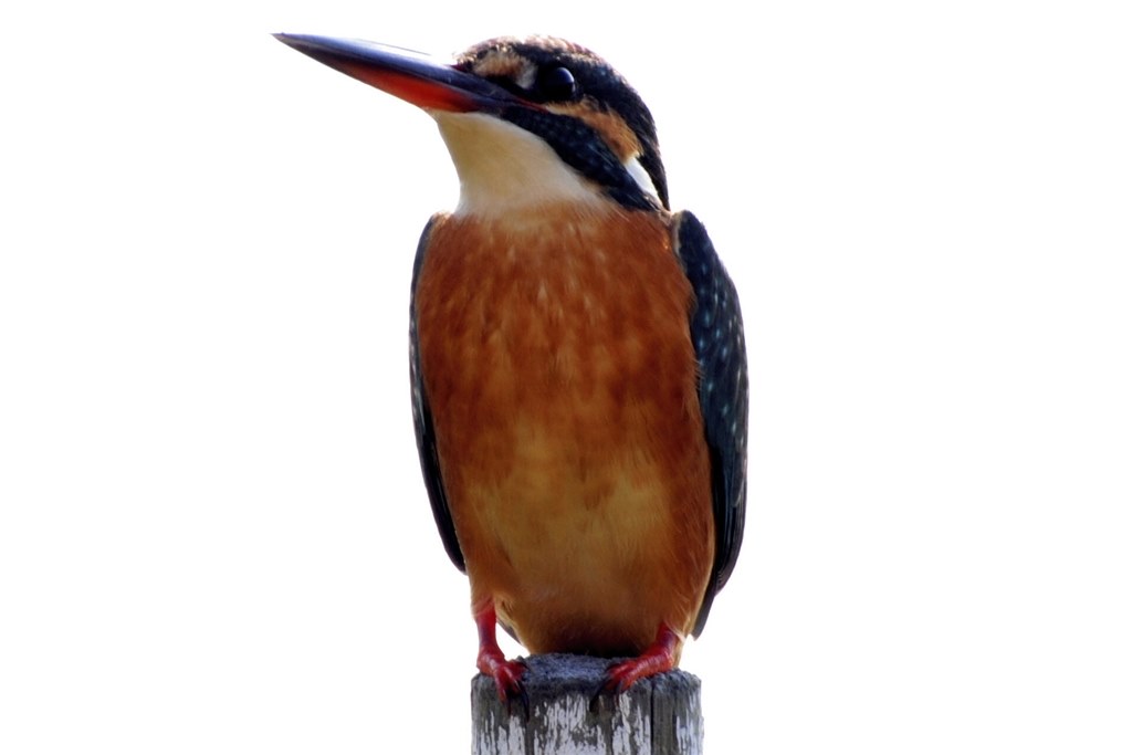 カワセミも撮影できました！』 ニコン AF-S VR Zoom-Nikkor 70