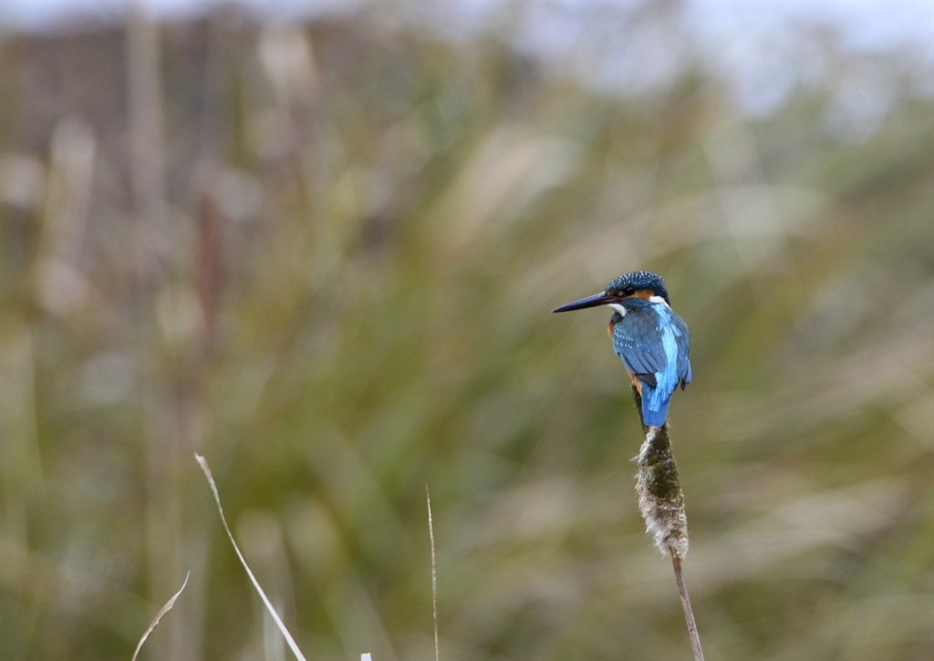 初めての撮影＆カワセミ』 CANON EF500mm F4L IS USM のクチコミ掲示板
