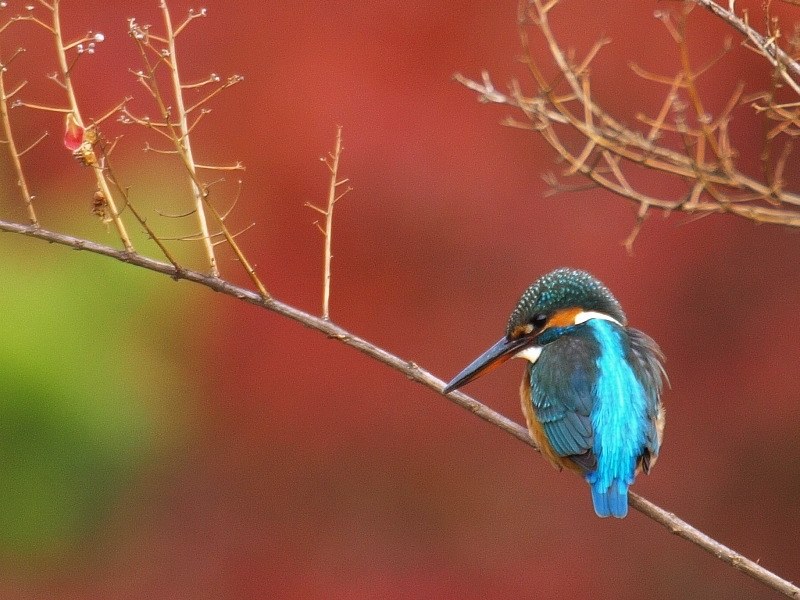 E-510のSI＆AF手持ちでカワセミ撮影中！』 シグマ APO 135-400mm
