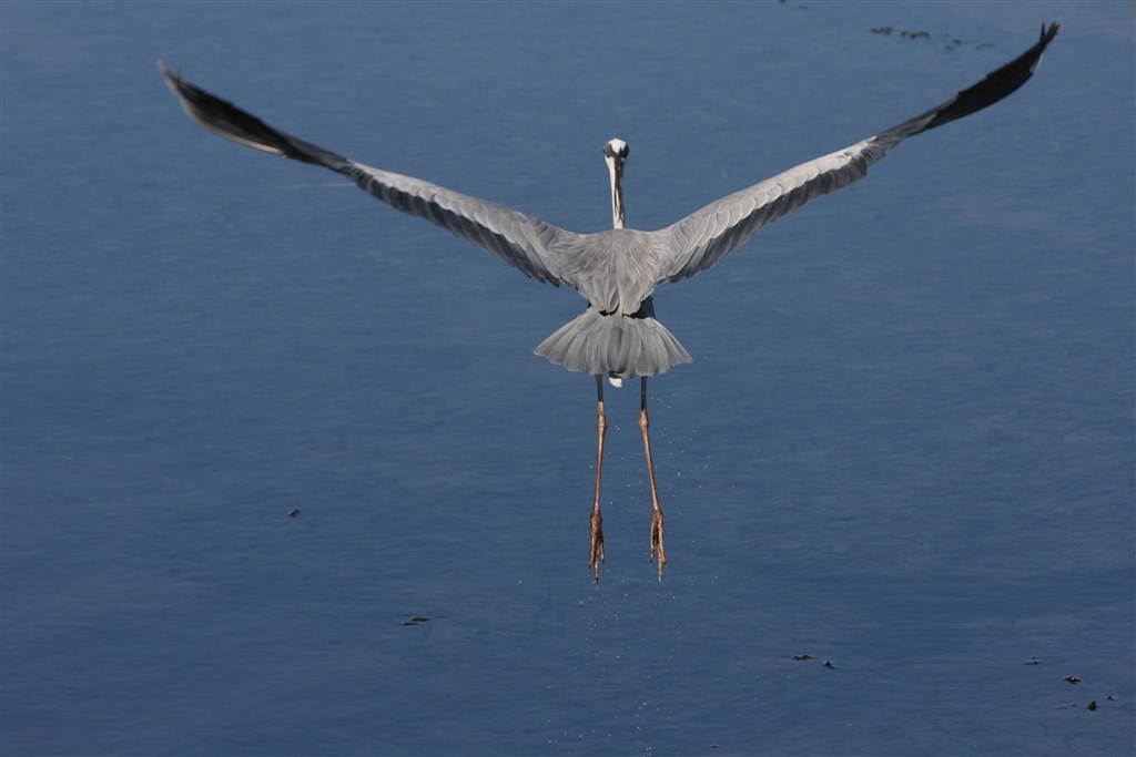 野鳥撮影用のレンズ Canon Ef100 400mm F4 5 5 6l Is Usm のクチコミ掲示板 価格 Com