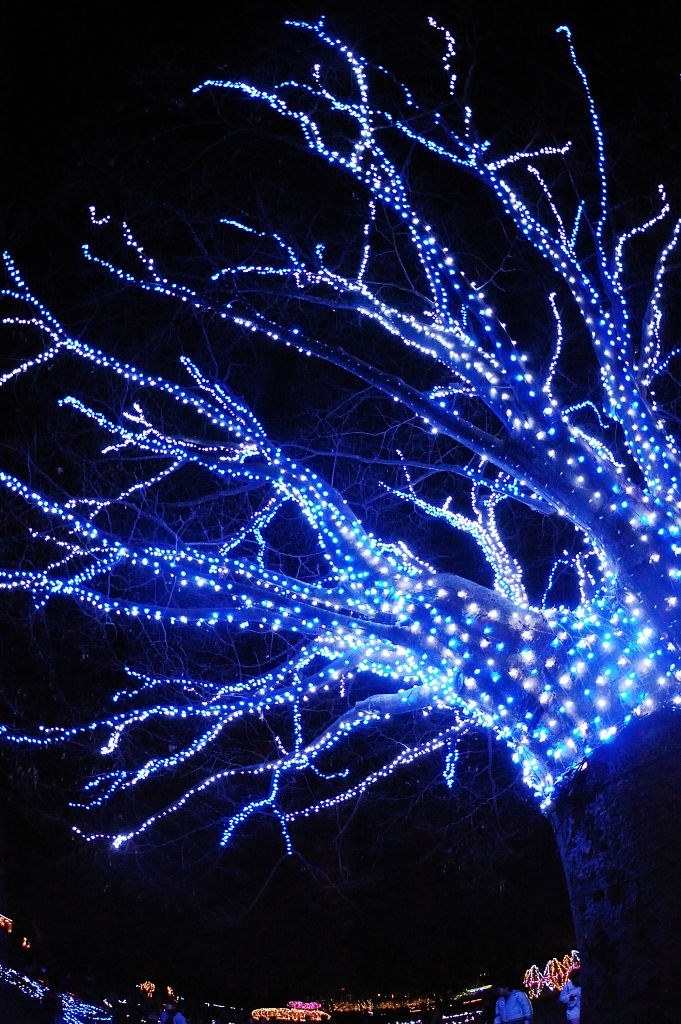 魚眼で夜景手持ち撮影』 ニコン AF DX Fisheye-Nikkor 10.5mm f/2.8G