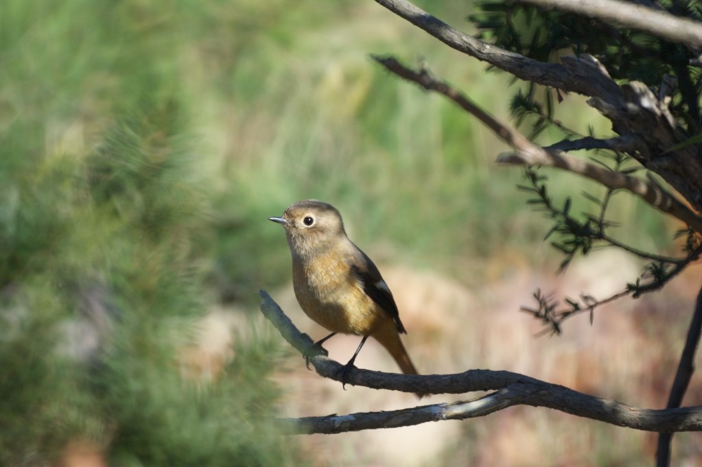 レフレックスレンズを使ってみての感想』 SONY 500mm F8 Reflex