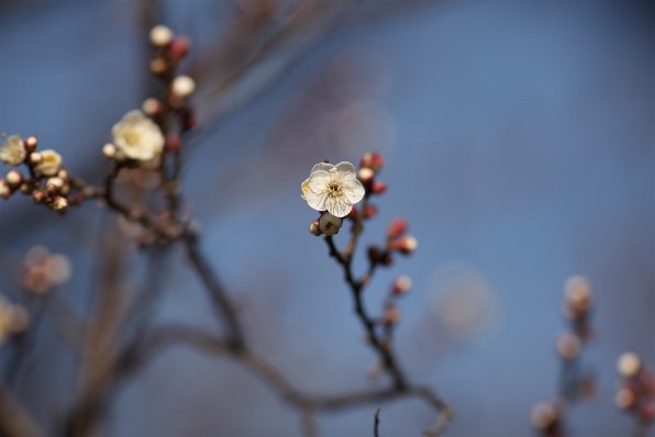 やっと撮影できました』 CANON EF300mm F4L IS USM のクチコミ掲示板