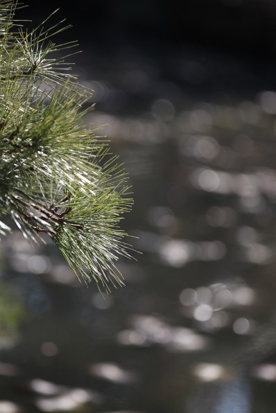 やっと撮影できました』 CANON EF300mm F4L IS USM のクチコミ掲示板