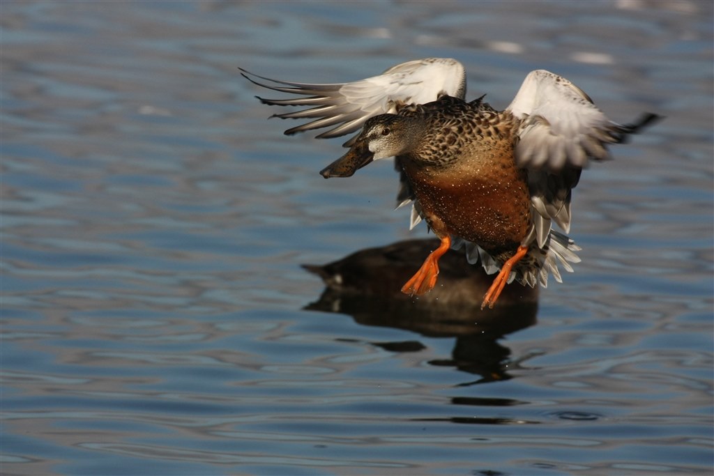 野鳥撮影に適したカメラ Canon Eos 5d Mark Ii ボディ のクチコミ掲示板 価格 Com