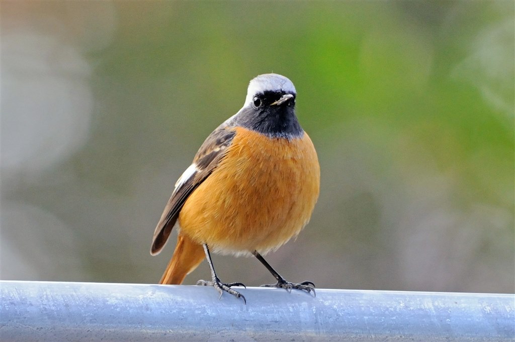 野鳥撮影に適したカメラ Canon Eos 5d Mark Ii ボディ のクチコミ掲示板 価格 Com