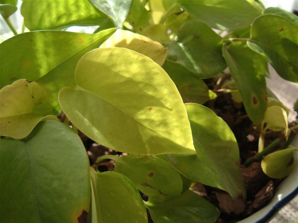 皆さんの6800Zはご健在ですか？』 富士フイルム FinePix 6800Z の