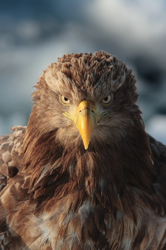 オオワシ オジロワシ撮りで 改めて実感したサンヨンの Canon Ef300mm F4l Is Usm のクチコミ掲示板 価格 Com オオワシ オジロワシ撮りで 改めて実感したサンヨンの Canon Ef300mm F4l Is Usm のクチコミ掲示板 価格 Com