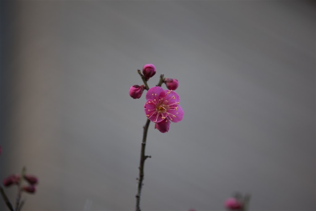 買ってしまった Canon Ef180mm F3 5l マクロ Usm のクチコミ掲示板 価格 Com