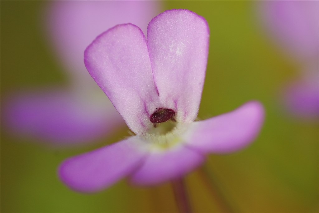 可愛いお花と不思議なお花＾＾』 ペンタックス PENTAX K20D