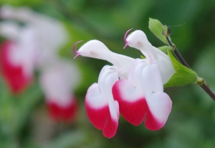 みさぽん25日まで❤️可愛いホワイト❤️保証❤️Pentax k-x みさぽん25