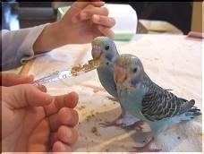 生後5 6週間の子の餌やりについて インコ セキセイインコ のクチコミ掲示板 価格 Com