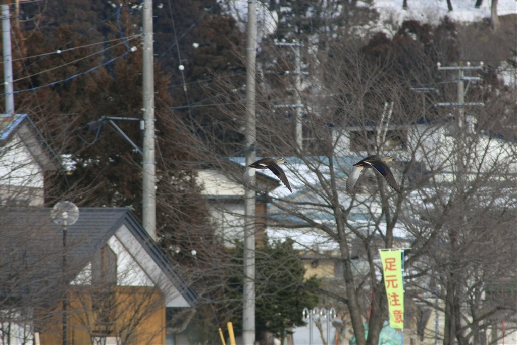 ジャンクで購入』 CANON EF100-300mm F4.5-5.6 USM のクチコミ