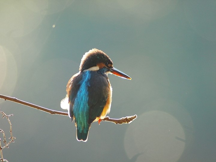 シグマ　AF　 400mmLENS使用少ない動作品美品の出品です。 シグマ AF 400mmLENS使用少ない動作品美品の出品です。