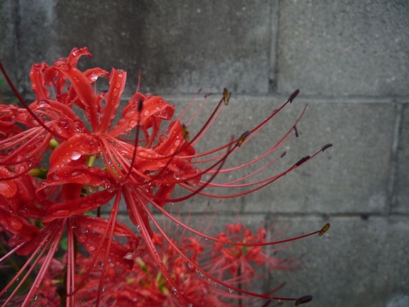 パナソニック LUMIX DMC-LZ10 価格比較 - 価格.com