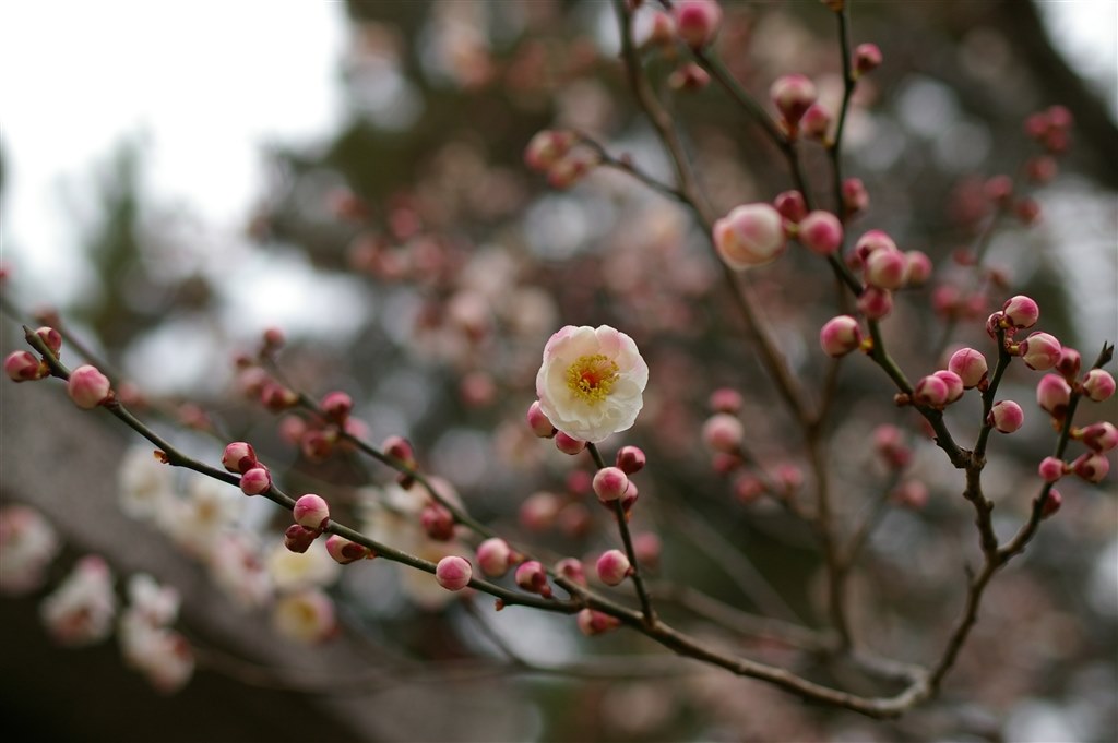 FA35F2ALで梅の花。』 ペンタックス FA35mmF2AL のクチコミ掲示板