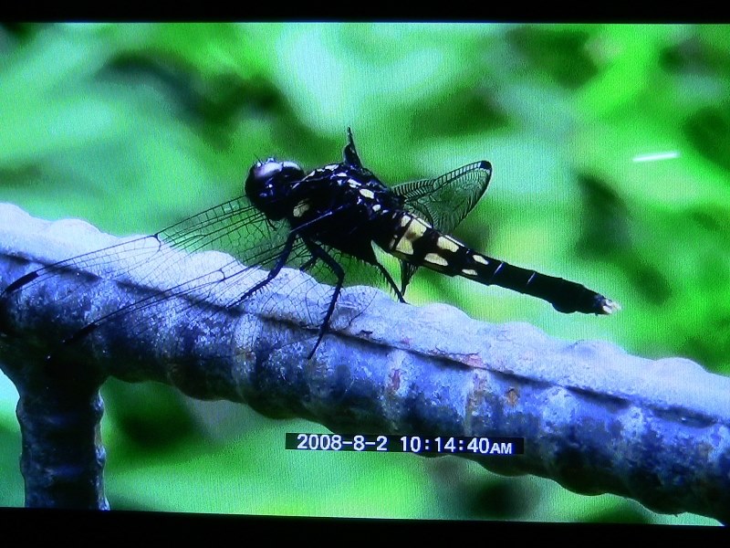 Xr500vとどっちがいいかなぁ Sony Hdr Cx12 のクチコミ掲示板 価格 Com