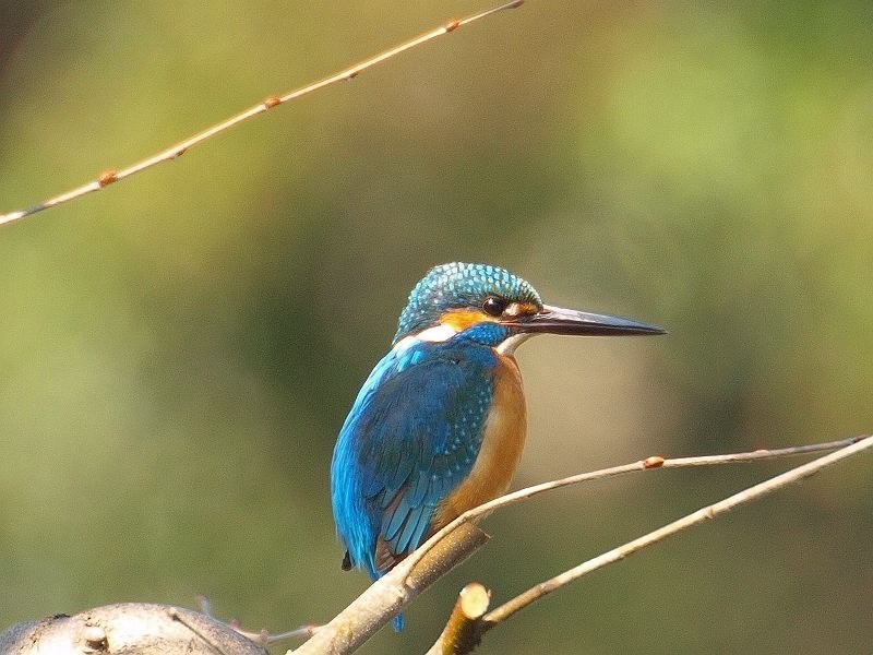 E-510のSI＆AF手持ちでカワセミ撮影中！』 シグマ APO 135-400mm