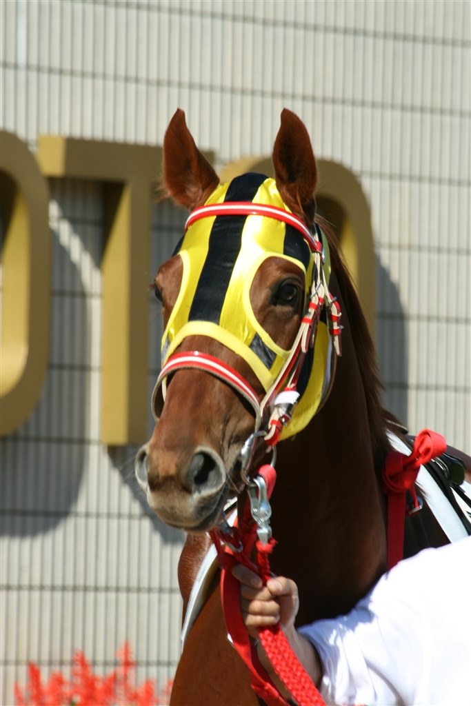 競馬撮影について（リベンジしたいのです）』 CANON EOS Kiss デジタル