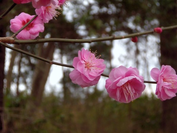 【ジャンク】Nikon COOLPIX S6600 ピンク レンズエラー ジャンク】Nikon COOLPIX S6600 ピンク レンズエラー 突然のレンズ