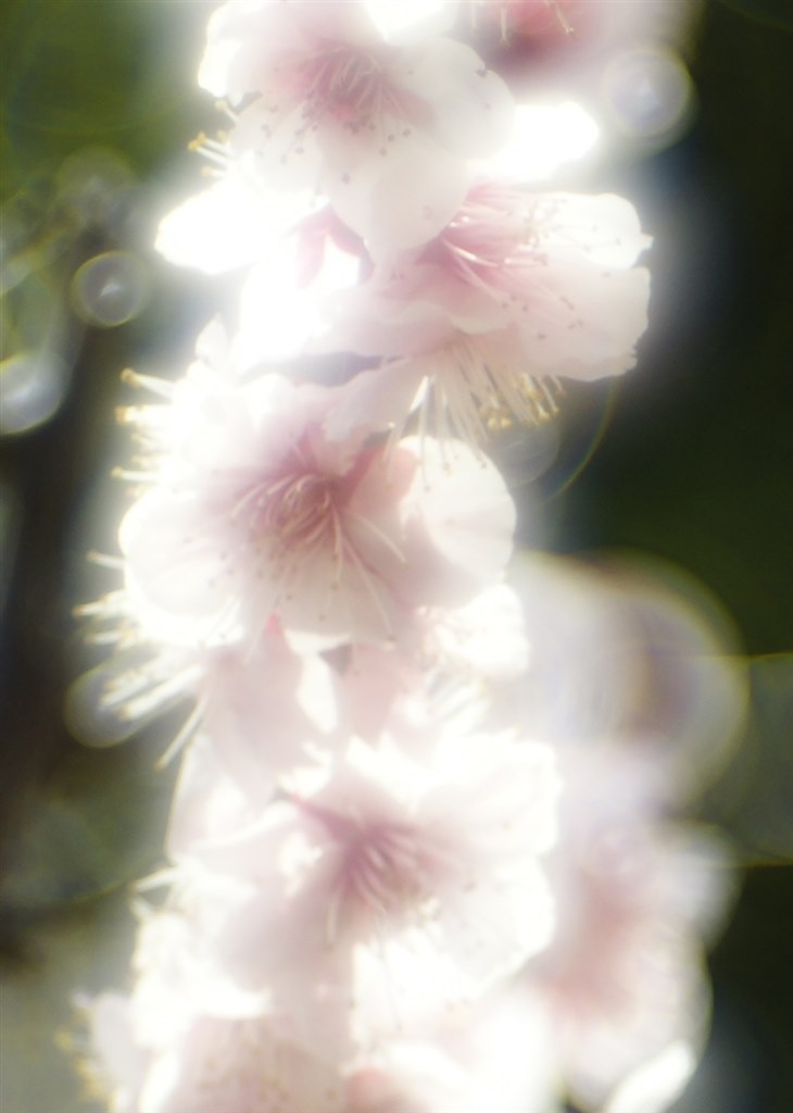 タムロンSP70－150mmF2．8ソフト（モデル51A