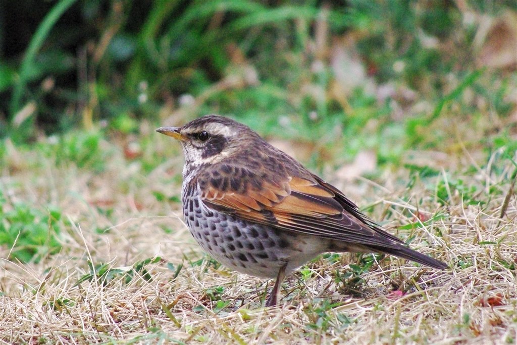 アドバイスお願いします。』 ペンタックス smc PENTAX-DA 55-300mm F4-5.8ED のクチコミ掲示板 - 価格.com