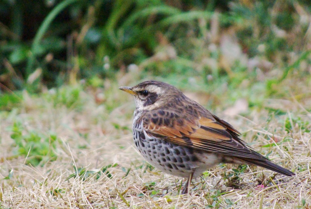 アドバイスお願いします。』 ペンタックス smc PENTAX-DA 55-300mm F4
