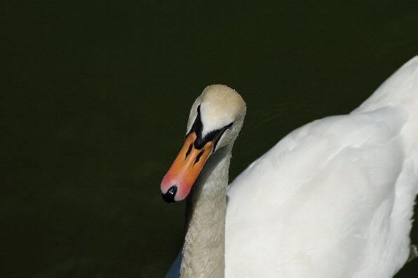 D90で・・・』 TAMRON SP AF90mm F/2.8 Di MACRO 1:1 (Model272EN II