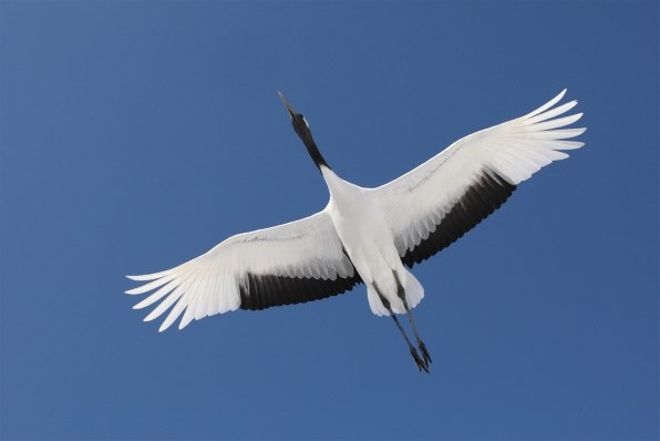 望遠レンズは何が良い？』 CANON EOS 40D ボディ のクチコミ掲示板