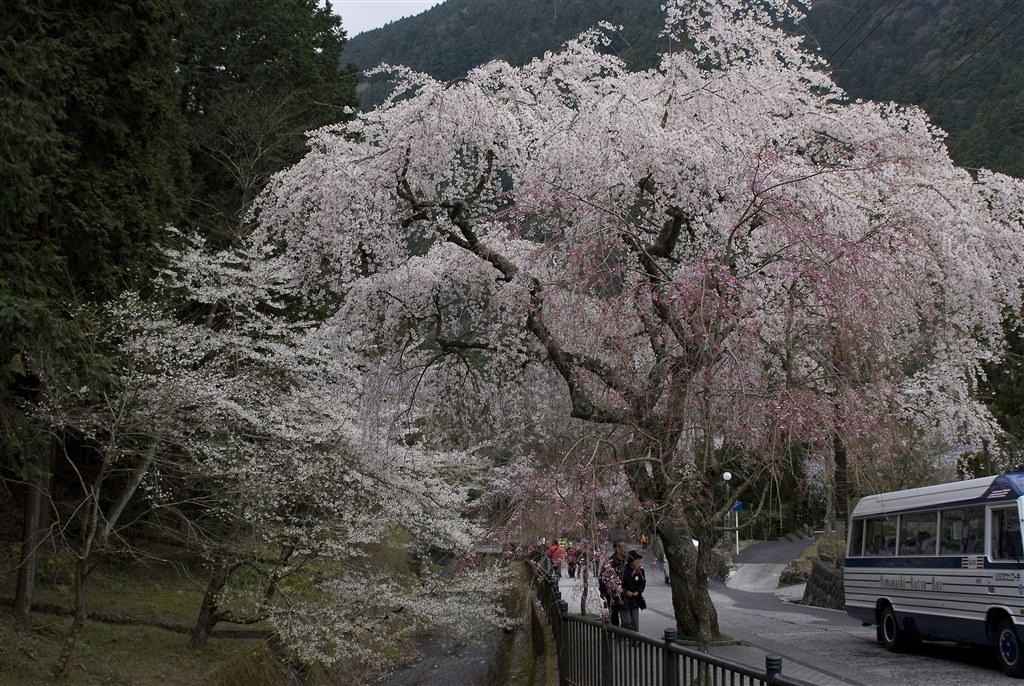 2009桜撮影』 富士フイルム FinePix S5 Pro ボディ のクチコミ掲示板 - 価格.com