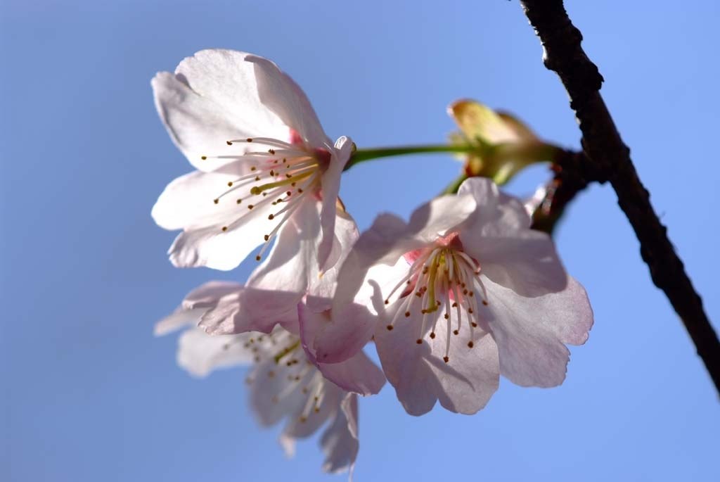 2009桜撮影』 富士フイルム FinePix S5 Pro ボディ のクチコミ掲示板 