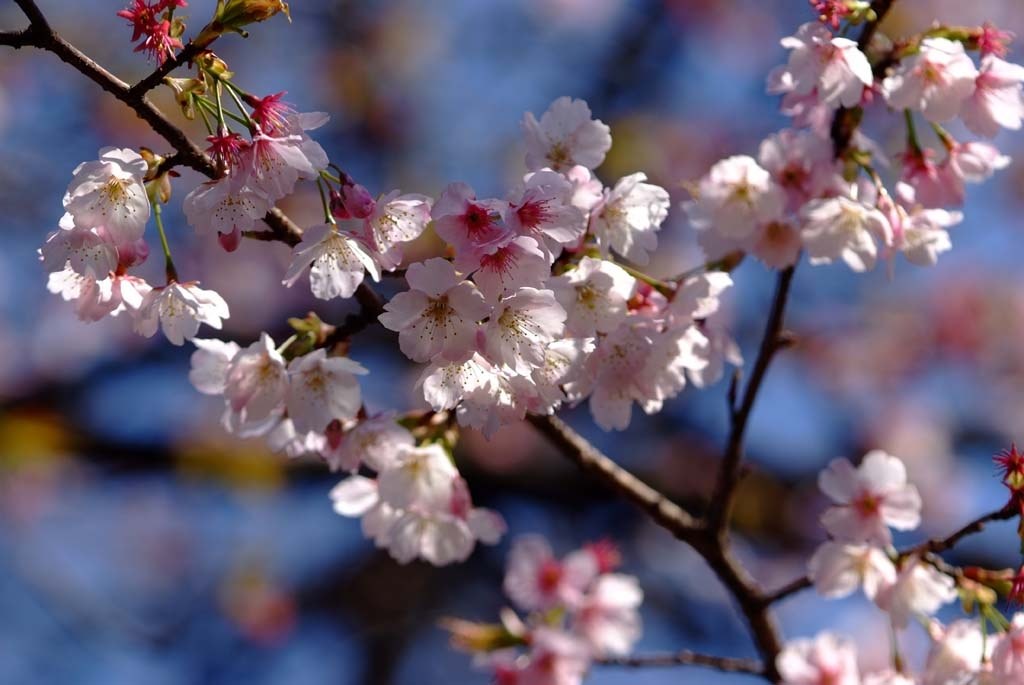 2009桜撮影』 富士フイルム FinePix S5 Pro ボディ のクチコミ掲示板 