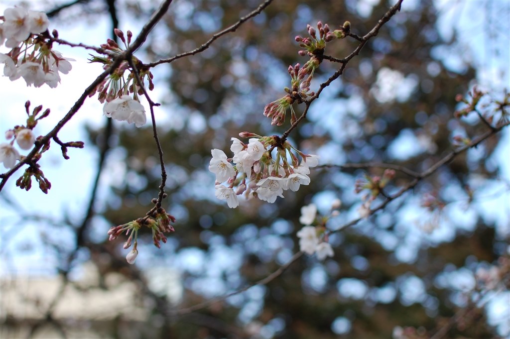 【美品】Nikon 35mm 単焦点レンズ 一眼レフ 撮影 入学式 桜 maxresdefault.jpg