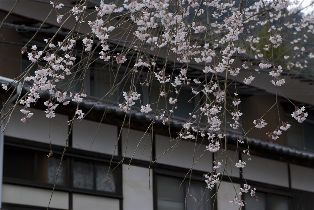 2009桜撮影』 富士フイルム FinePix S5 Pro ボディ のクチコミ掲示板 