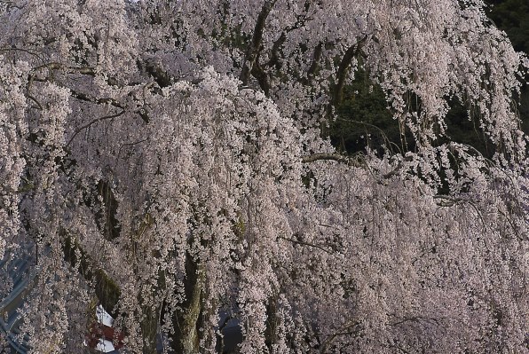 09桜撮影 富士フイルム Finepix S5 Pro ボディ のクチコミ掲示板 価格 Com