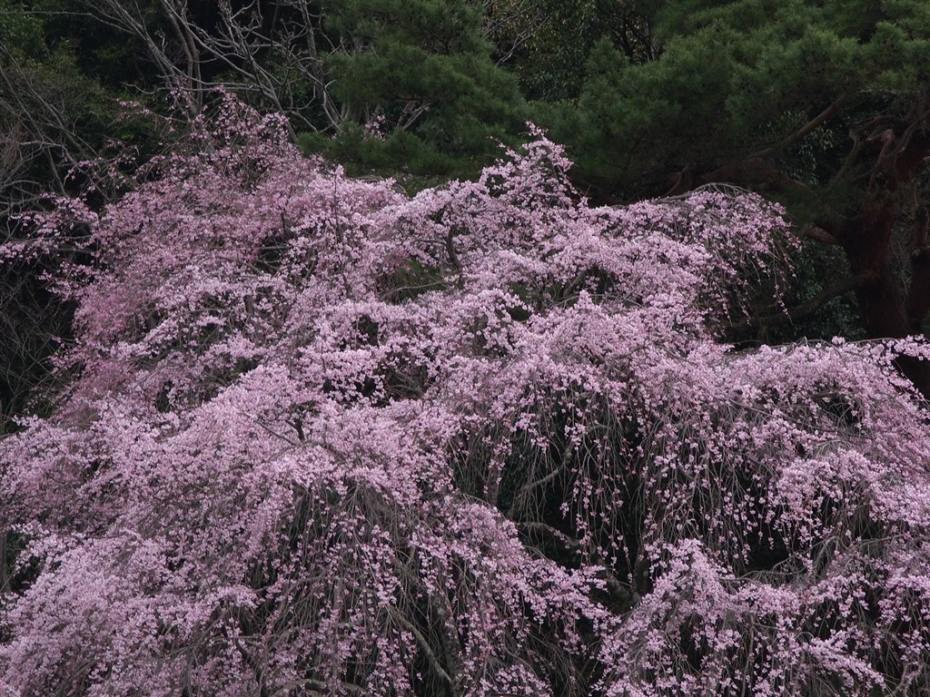 2009桜撮影』 富士フイルム FinePix S5 Pro ボディ のクチコミ掲示板 - 価格.com