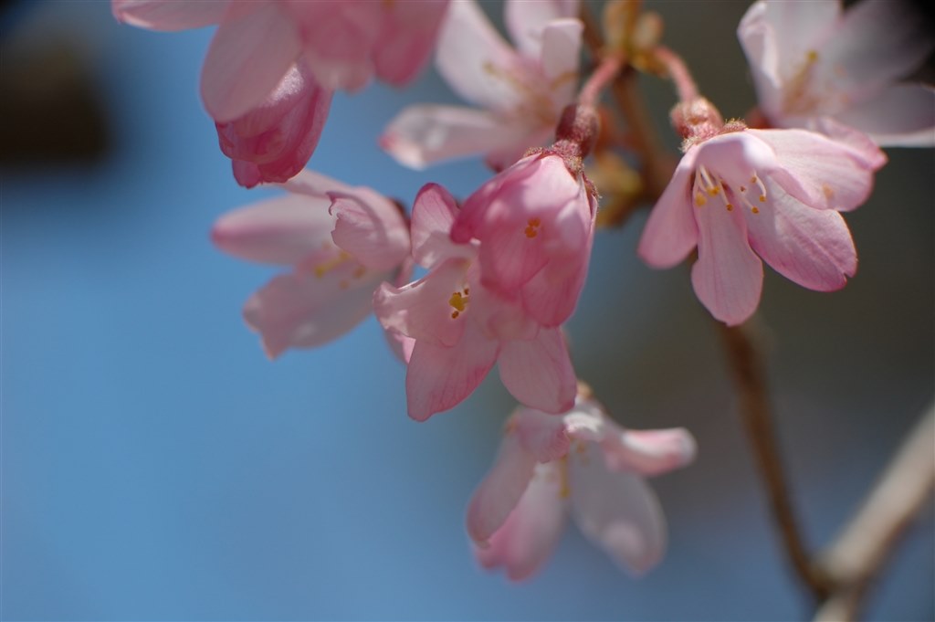【単焦点】Nikon AF-S 35mm F1.8 カメラ 撮影 桜 入学式 Nikon AF-S NIKKOR 35mm f/1.8G ED フルサイズ対応